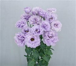 Lisianthus Megalo 3 Wisteria Pellets