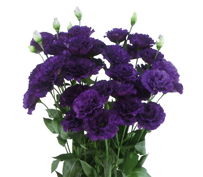 Lisianthus Celeb1 Blue Pellets