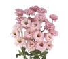 Lisianthus Celeb1 Pink Pellets