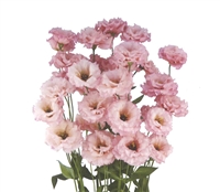 Lisianthus Celeb1 Pink Pellets