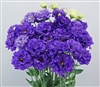 Lisianthus Celeb1 Violet Pellets