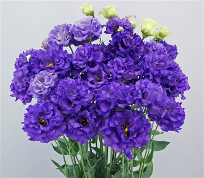 Lisianthus Celeb1 Violet Pellets