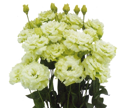 Lisianthus Celeb 2 Green Pellets