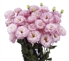 Lisianthus Celeb 2 Pink Pellets