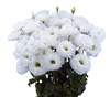 Lisianthus Celeb 2 White Pellets