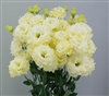 Lisianthus Celeb 2 Yellow Pellets