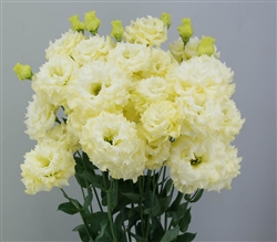 Lisianthus Celeb 2 Yellow Pellets