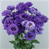 Lisianthus Megalo 1 Aqua Pellets