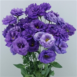 Lisianthus Megalo 1 Aqua Pellets