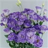 Lisianthus Megalo 1 Blue Flash Pellets