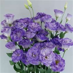 Lisianthus Megalo 1 Blue Flash Pellets