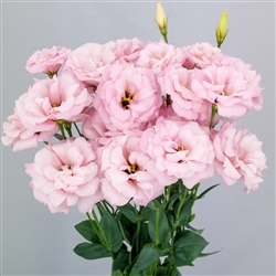 Lisianthus Megalo 1 Pink Pellets