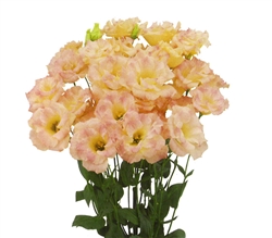 Lisianthus Megalo 2 Champagne Pellets