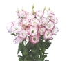 Lisianthus Megalo 2 Pink Picotee Pellets