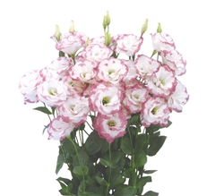 Lisianthus Megalo 2 Pink Picotee Pellets