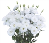 Lisianthus Megalo 3 Snow