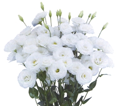 Lisianthus Megalo 3 Snow