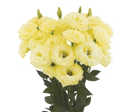 Lisianthus Megalo 2 Yellow Pellets