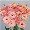 Lisianthus Celeb 2 Honey Pink Pellets