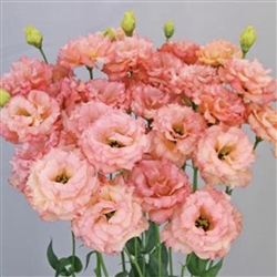 Lisianthus Celeb 2 Honey Pink Pellets