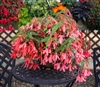 Begonia Bossa Nova Pink Pellet