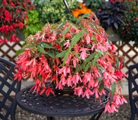 Begonia Bossa Nova Pink Pellet