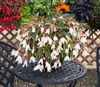 Begonia Bossa Nova White pelle