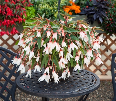 Begonia Bossa Nova White pelle