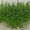 Thyme Ayelet - Pot type