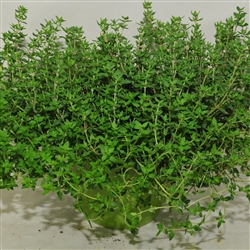 Thyme Ayelet - Pot type