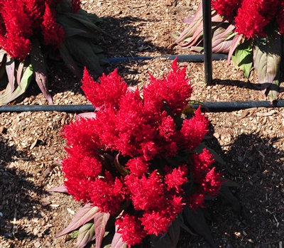 Celosia Dragons Breath