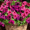 Petunia Frappe Mix Pellet