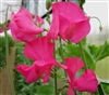 Sweet Pea Spring S'shine Cerise