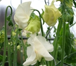 Sweet Pea Spring S'shine Cream