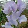 Sweet Pea Spring S'shine Lt Blue