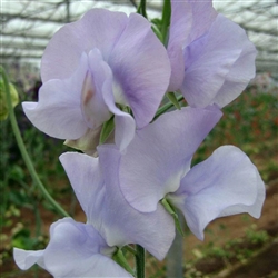 Sweet Pea Spring S'shine Lt Blue