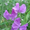 Sweet Pea Spring S'shine Mauve