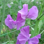 Sweet Pea Spring S'shine Mauve