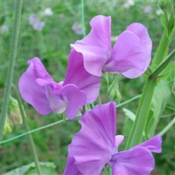 Sweet Pea Spring S'shine Mauve