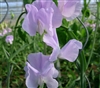 Sweet Pea Wint.S'shine Lavender