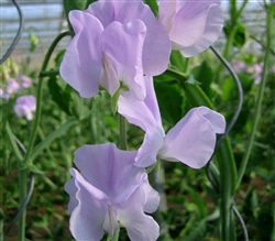 Sweet Pea Wint.S'shine Lavender