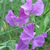 Sweet Pea Wint.S'shine Mauve