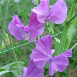 Sweet Pea Wint.S'shine Mauve
