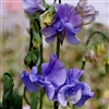 Sweet Pea Wint.S'shine Mid Blue