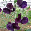 Sweet Pea Wint.S'shine Navy