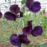 Sweet Pea Wint.S'shine Navy