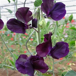 Sweet Pea Wint.S'shine Navy