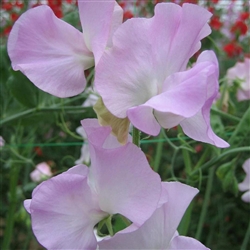 Sweet Pea Wint.S'shine Opal