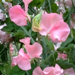 Sweet Pea Wint.S'shine Pink