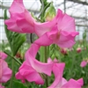 Sweet Pea Wint.S'shine Rose